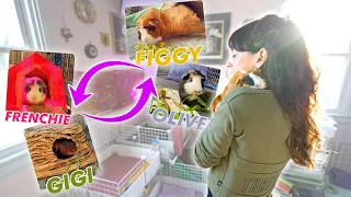 Switching Guinea Pig C&C Cages | Talking Fleas, Food, Bedding & Cage Size