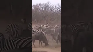 #zebra's painful kick on wildbeest#have a look