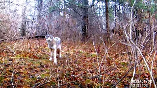 Trail camera series. Taken from 30.12.2022 to 09.01.2023 Some nice coyote/coywolf  and more :)