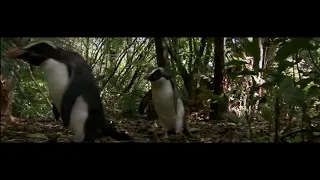 Benedict Cumberbatch says "penguin" in BBC South Pacific Episode 5 - Strange Islands full clip