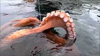 Amazing Hunting Giant Octopus Underwater, Diving under the sea to Catch Big Octopus!!!