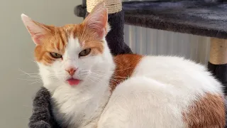 Blep | Cat Forgets His Tongue Out | 4K