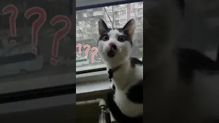 Curious  Turkish cat knows better than American satellites
