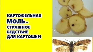 Картофельная моль - страшное бедствие для картошки