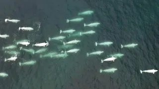 BELUGAS FROM ABOVE (Drone Captures Beautiful Wildlife)