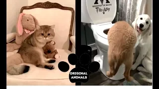 Original Animals #11. CUTE AND FUNNY ANIMALS VIDEO/ МИЛЫЕ И СМЕШНЫЕ ЖИВОТНЫЕ.