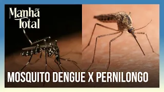 As principais diferença entre mosquito da dengue e pernilongo | BALANÇO GERAL MINAS