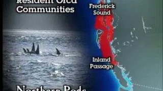 NOAA - Orphan Orca, Saving Springer