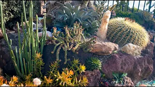 IT'S WALKABOUT WEDNESDAY! March Succulent Garden Tour.