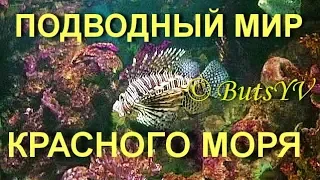 Подводный мир Красного моря. The underwater world of the Red Sea