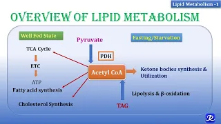 1: Overview of lipid metabolism | Lipid Metabolism-1 | Biochemistry | N'JOY Biochemistry