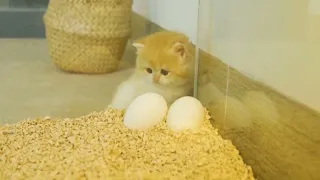 kitten pudding is waiting for eggs to hatch to become  their mother chick... video