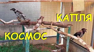 Петя, Капля, Космос и КОЕ - КТО ЕЩЁ!