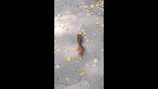 Это первый раз, когда белка встречает меня / This is the first time a squirrel meets me