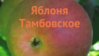 Яблоня обыкновенная Тамбовское (tambovskoe) 🌿 обзор: как сажать, саженцы яблони Тамбовское