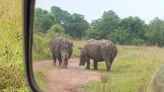 white rhino living together with giraffe