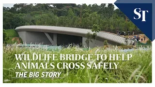 Mandai Wildlife Bridge unveiled to reduce roadkill | THE BIG STORY | The Straits Times