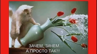 Котоматрица Приколы про кошек Выпуск 5