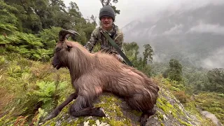 Trad Bow Hunting Bull Tahr