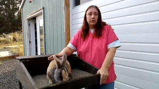 Advice For When Your Rabbit Stops Eating