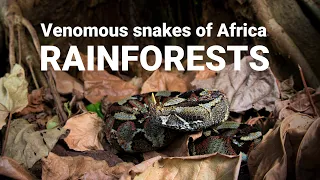 The venomous snakes of Africa - RAINFORESTS, Forest cobra, Green mamba, bush vipers, Gaboon viper