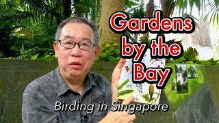 Birding in Singapore -  Birding in the middle of a busy City!