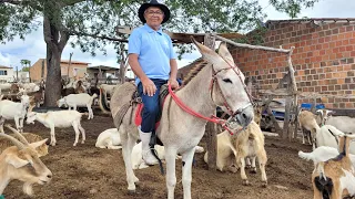 MUITA CABRA LEITEIRA A VENDA VAVA DAS CABRAS EM SANHARO-PE