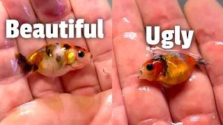 Body shaming my goldfish (VERY ugly)