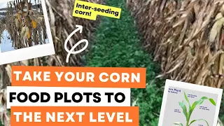 How To Take Your Corn Food Plots To The Next Level