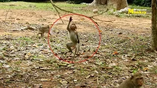 Amazing Baby Bronco Jump Fail | adorable baby monkey Bronco jumping on tree