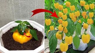 I will save you money by breeding plants this way | Relax Garden