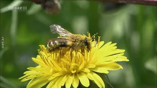 Hummeln - Bienen im Pelz - Doku - Deutsch