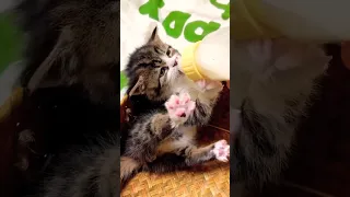 Cute Kitten Drinking milk🥛😍❤️  #shorts #cat #kitten #viral