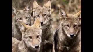 Red Wolf Family Requiescence