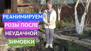 КАК СПАСТИ РОЗЫ ПОСЛЕ НЕУДАЧНОЙ ЗИМОВКИ! ЭТО ВОЗМОЖНО!