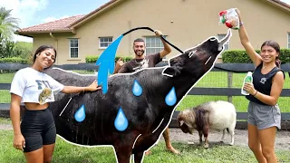 How To BATHE A MINI PET COW!