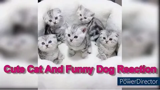 Baby Cute Cat and Dog Funny Compilation Videos @ EP- 2 PET LOVERs MUCHO