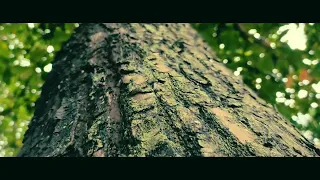Cinematic # 3 : the Green Nature of God