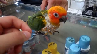 Going to the pet store to buy a sun conure