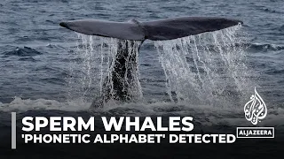 Decoding sperm whales: Scientists detect 'phonetic alphabet'