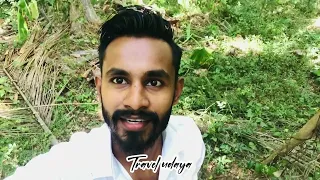 ලංකාවේ අරුම පුදුම පොල් ගහක් අරලගංවිලින්.👍🌿🍃#viral #viralvideo #travel #travelvlog