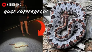 HUGE Copperhead and Stunning Carolina Pygmy Rattlesnake! Summer Roadcruising for Snakes in GA/SC