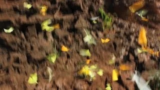 By request: Slow motion butterflies with real time video