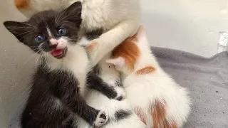 Mother cat talking to her meowing kittens