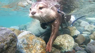 戻ってきた清流にカワウソたちが躍り喜ぶ！最後までめいっぱい遊ぶカワウソたち [Otter life Day 566]【カワウソアティとういとにゃん先輩】