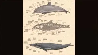 Evolution of Dolphins
