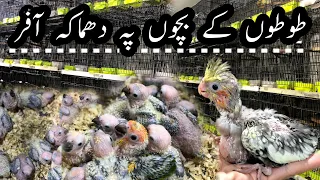 Talking Parrot Chicks | Yellow Ringneck Chicks,Blue Ringneck Chicks,White Ringneck Chicks Prices