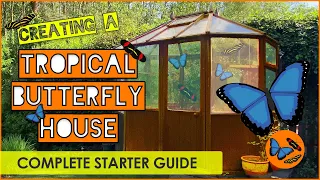 Creating a Tropical Butterfly House - The Complete Starter Guide - Tropical Butterflies UK