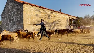Tradicional romaria das ovelhas à Capela de São João no Seixo da Beira foi retomada