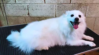 Grooming a Japanese Spitz - Haircut Transformation  |  Pet Grooming TV